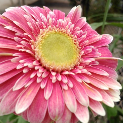 Flower, Main