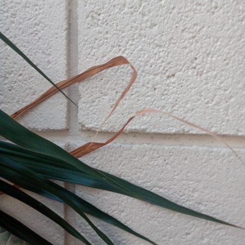 Walls